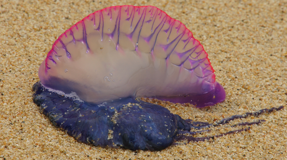 portuguese man-of-war