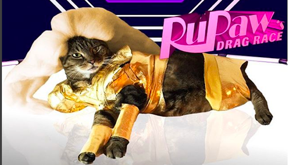 RuPaw's Drag Race Is Better Than a Million Cat Videos G Philly
