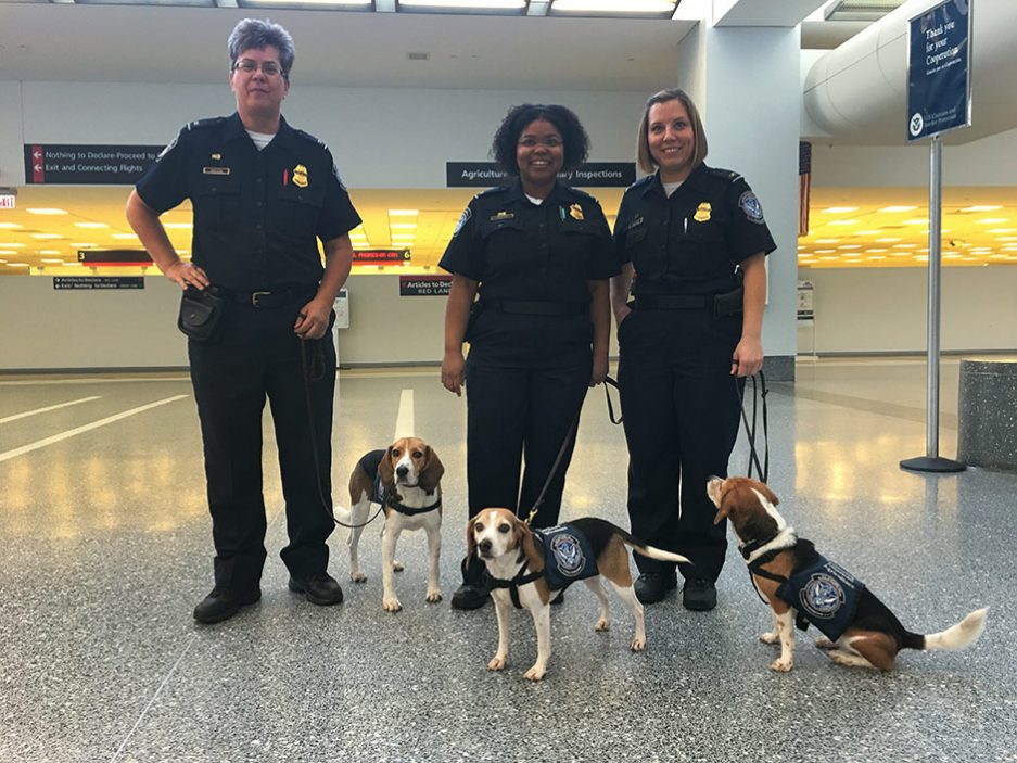 PHL K9 Beagles: The Adorable Faces of 