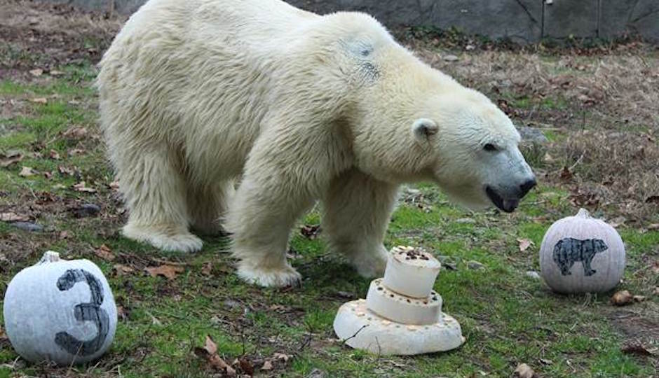 Watch The Country's Oldest Polar Bear Eats Her Birthday Cake at Philly Zoo
