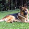 German Shepherd dog
