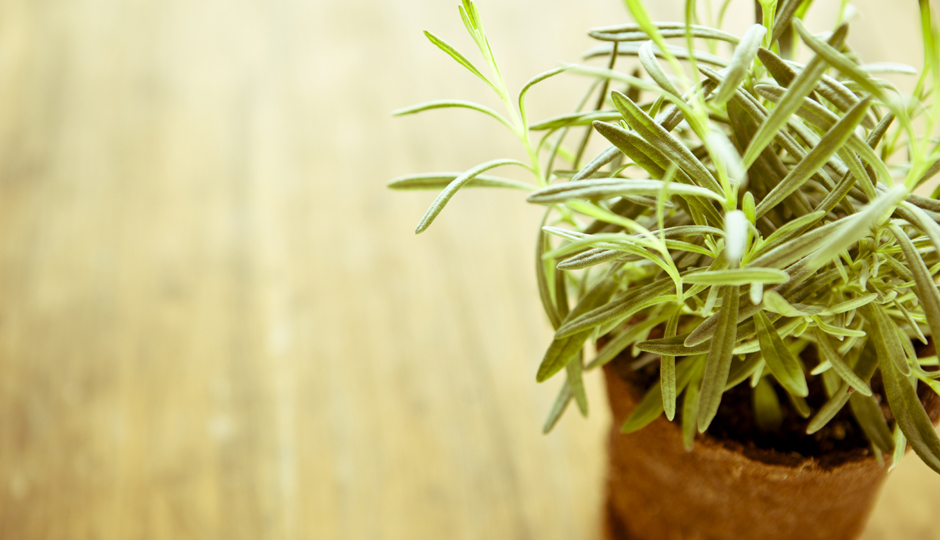 The Best House Plants for Health Benefits Be Well Philly
