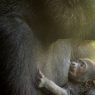 Baby gorilla at Philadelphia Zoo