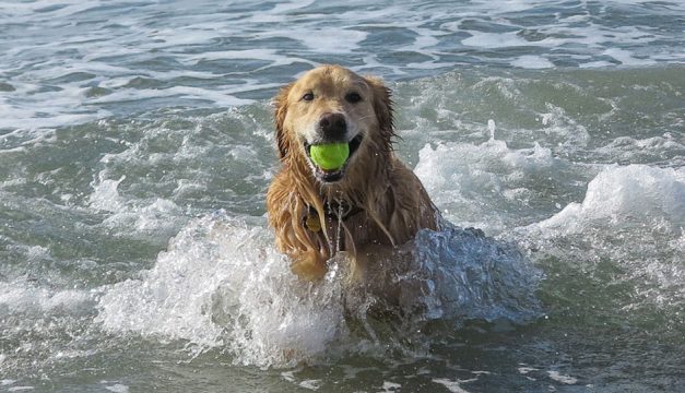 Ocean City May Allow Dogs on Its Beaches