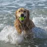 dog in the ocean with a tennis ball