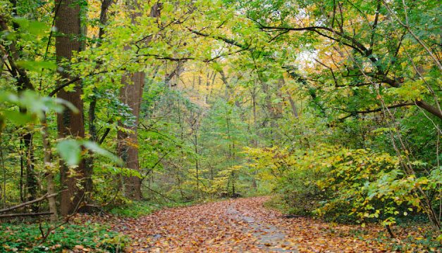 William Penn Grant to Help Chestnut Hill Preserve What's Special About ...