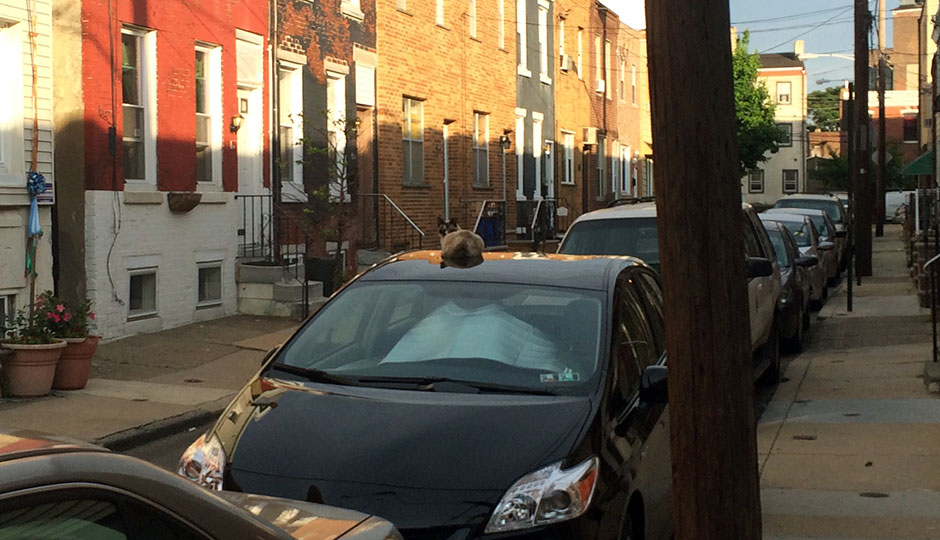 Cat on the roof of a car