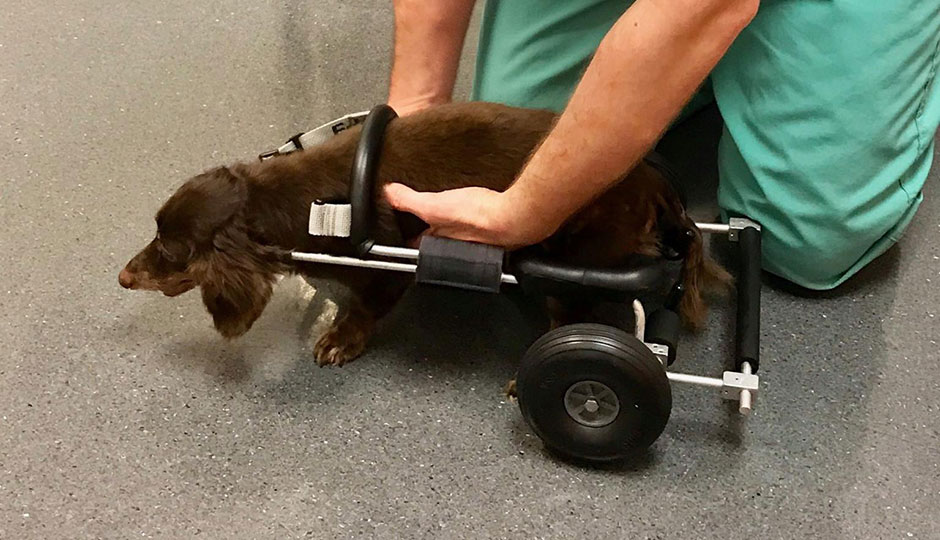 Dog with wheels