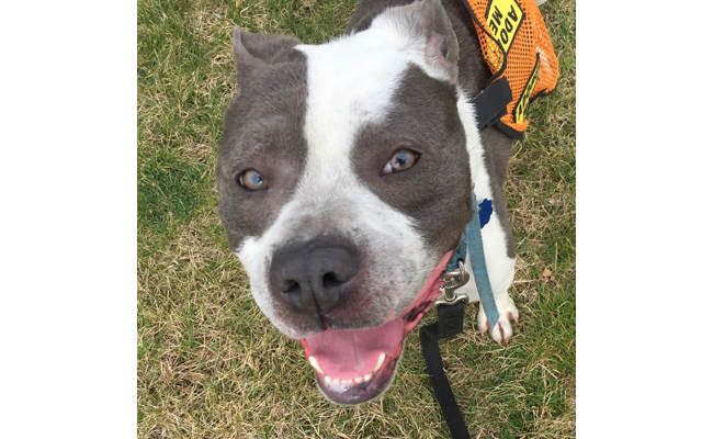 Meet Bruno, This Week’s Adoptable Running Dog | Be Well Philly