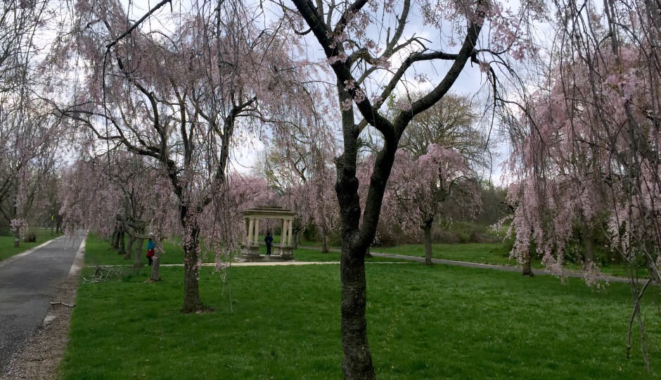 cherry blossoms in fairmount park