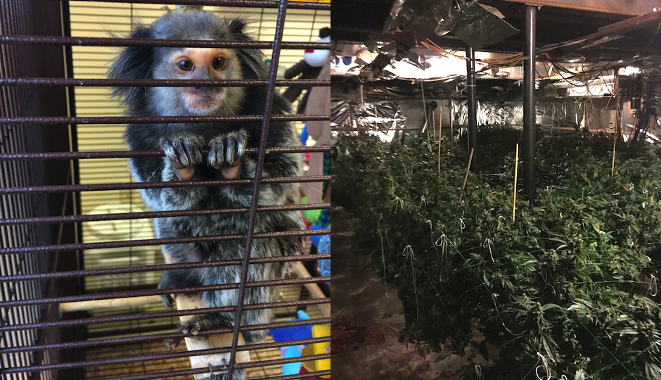 The monkey and the marijuana. (Photos courtesy the Berks County Animal Rescue League and the North Coventry Township Police Department)