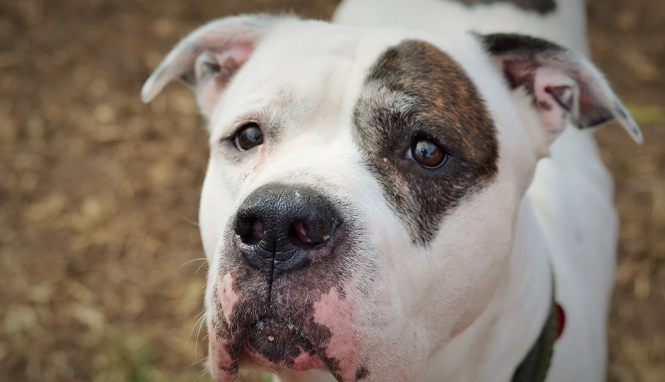 Meet Ivan, This Week’s Adoptable Running Dog | Be Well Philly