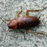 cockroaches