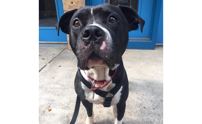 Meet Big Sur, This Week’s Adoptable Running Dog - Philadelphia Magazine