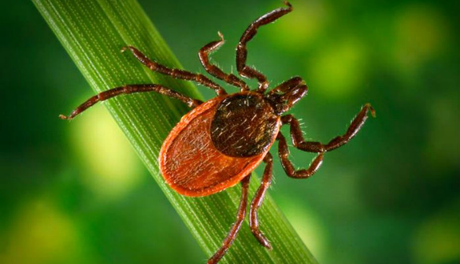 deer tick, lyme disease