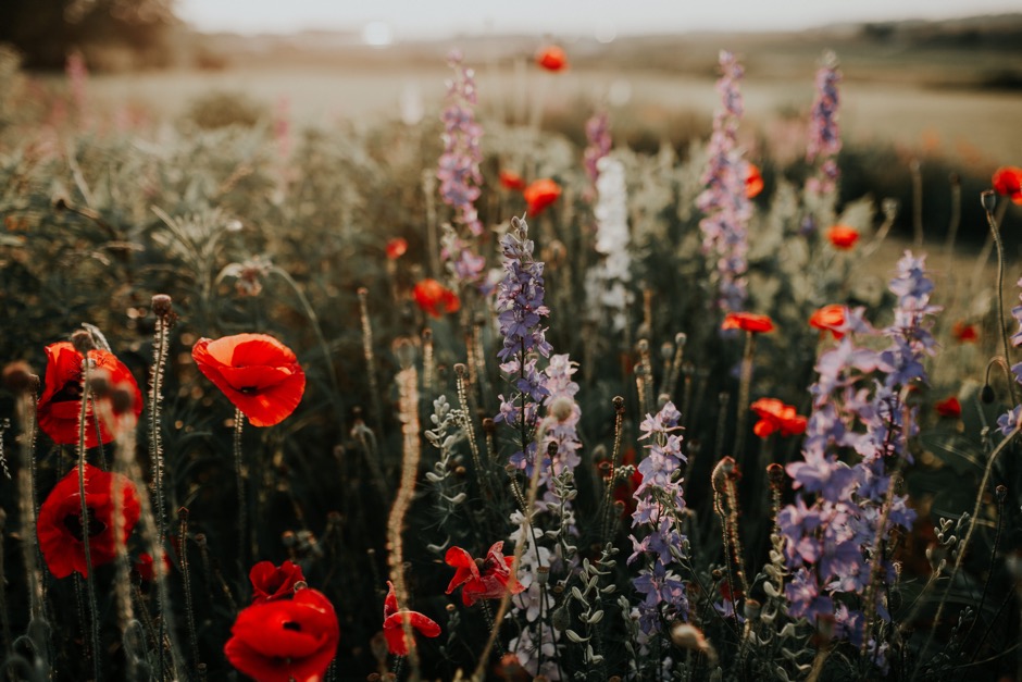 This Gorgeous Flower Field is East PA's Best-Kept Secret ...