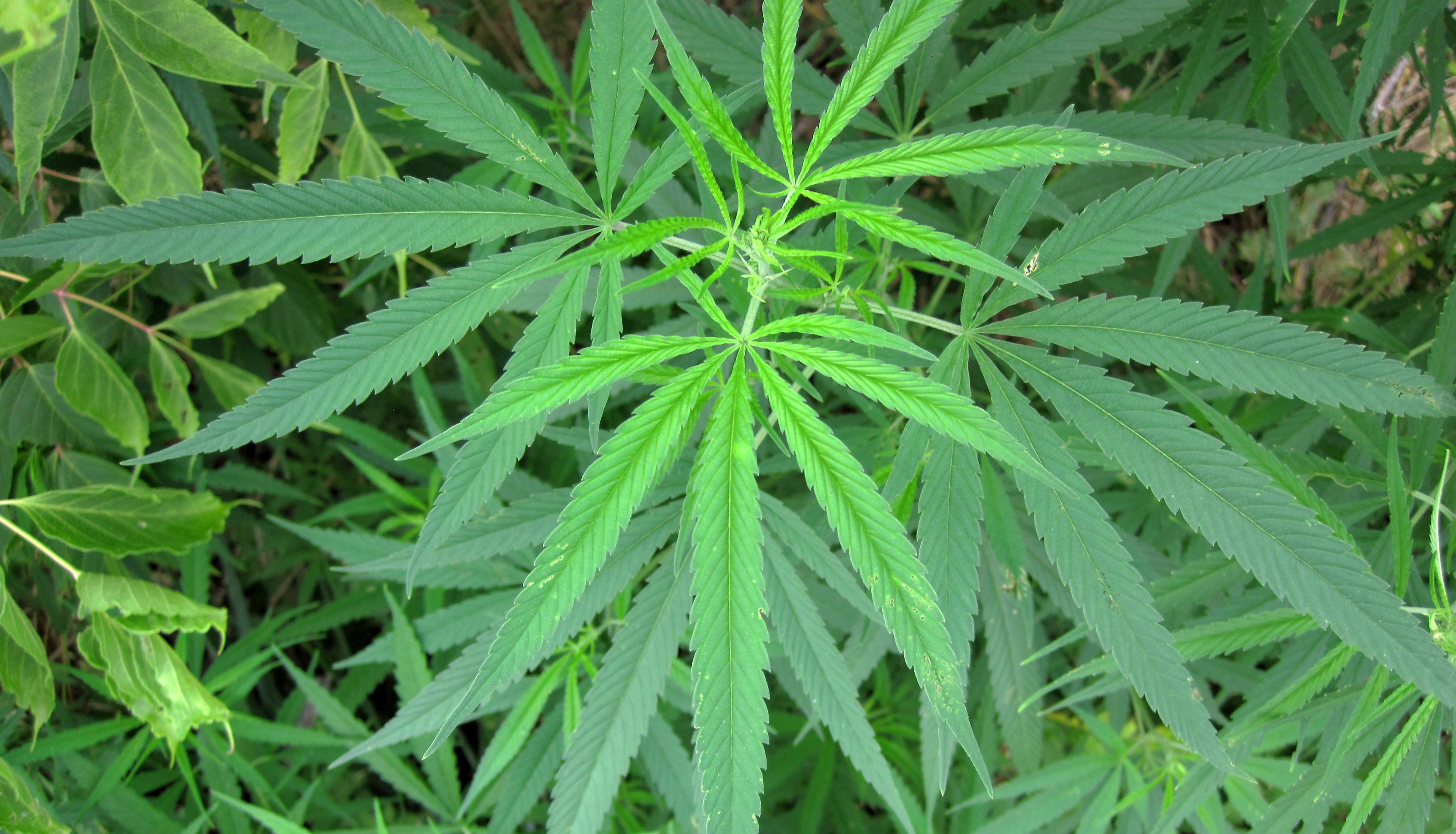 marijuana, pot,