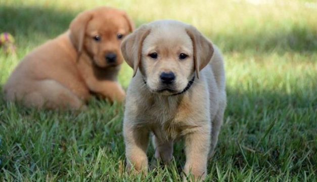 Meet George and Ralph, the PPD's New Explosive-Detection Puppies