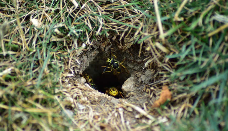 ground wasps, wissahickon