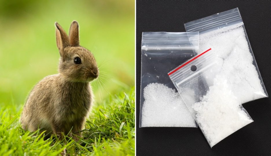 The Best Thing That Happened This Week: Attack of the Narco Bunnies ...