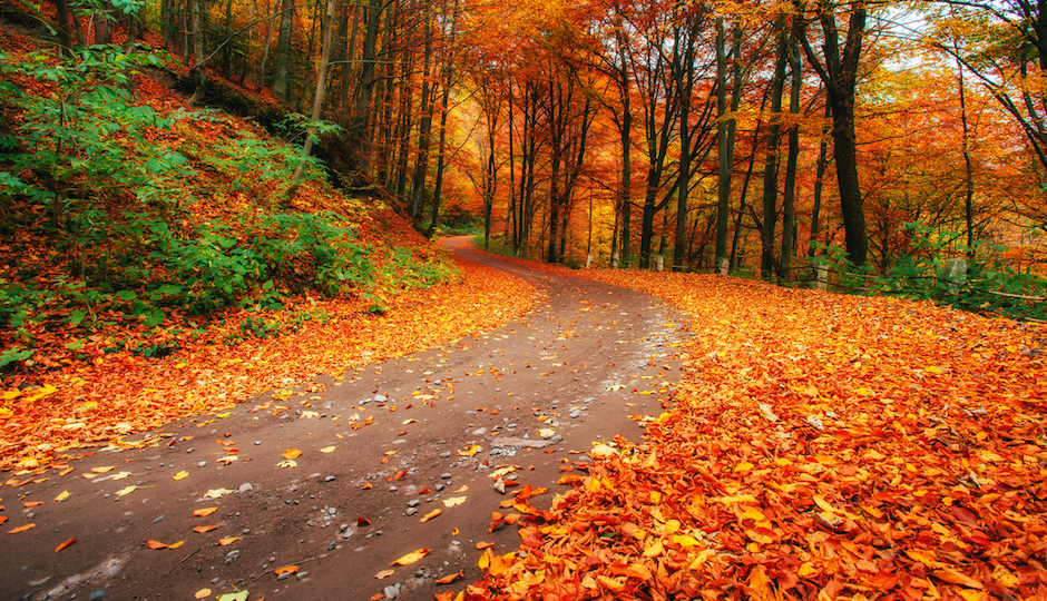 fall آیا تابستان بارانی تاثیری در داشتن پاییزی زیبا و رنگارنگ دارد؟!  