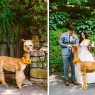 Alpaca Wedding