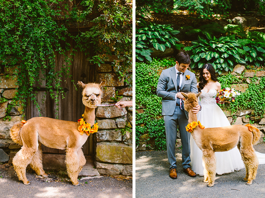 Alpaca Wedding