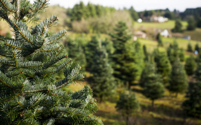 christmas tree farm philadelphia magazine christmas tree farm philadelphia magazine
