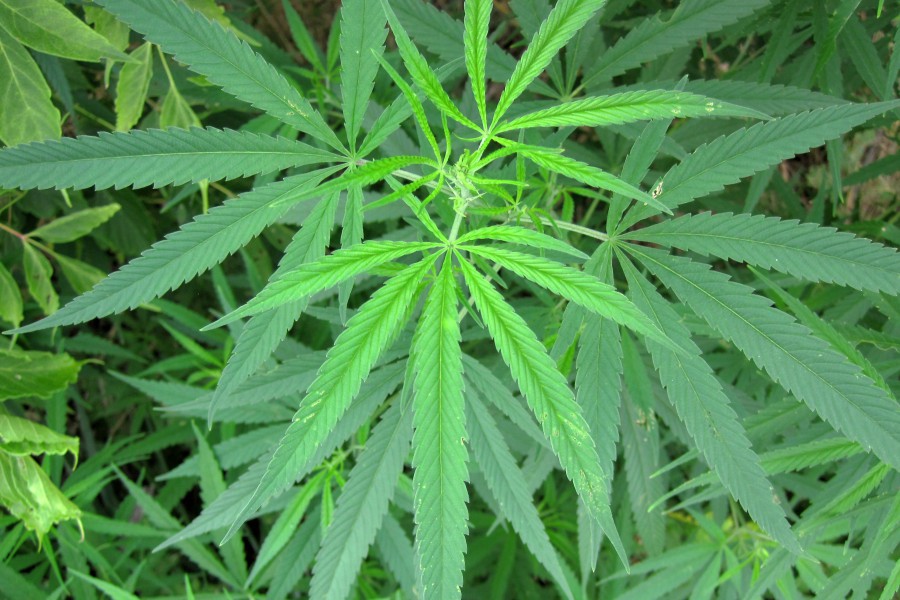 medical marijuana dispensary training