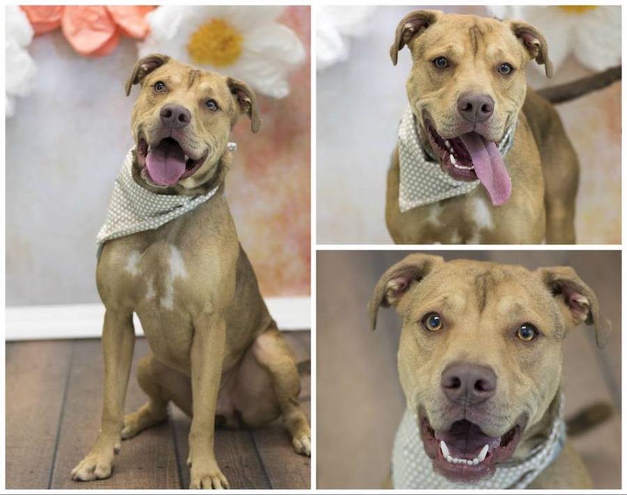 An Adoptable Terrier, Pit Bull, and Lab Mix Dog in Philadelphia