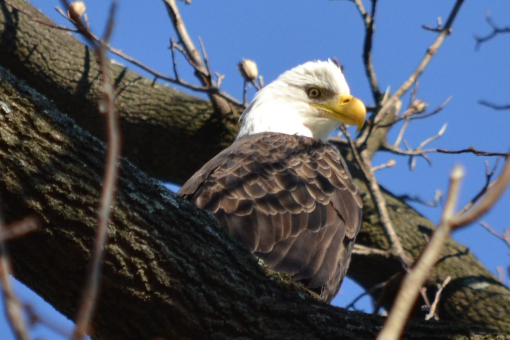 Bald Eagles of Conowingo Dam