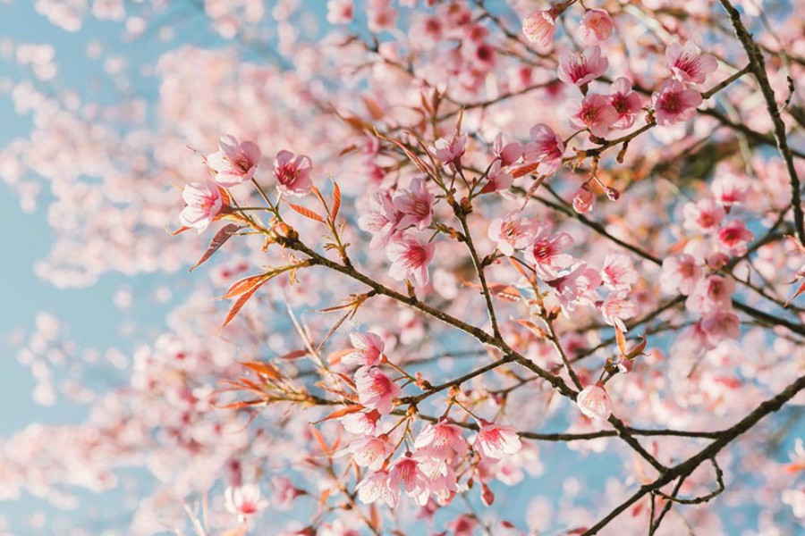 cherry blossoms