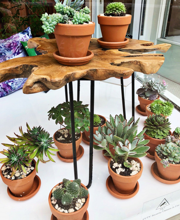 6 Magical Plant Stores in Philadelphia Where You Can Buy Succulents