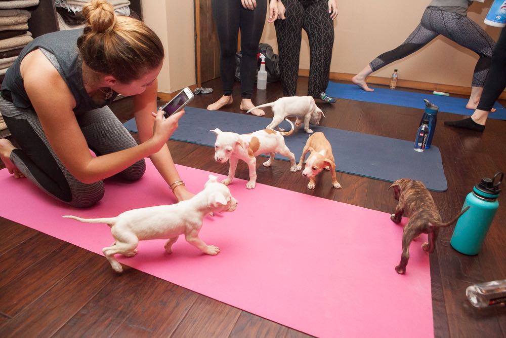 Puppy Yoga  Things to do in London