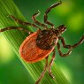 deer tick, lyme disease