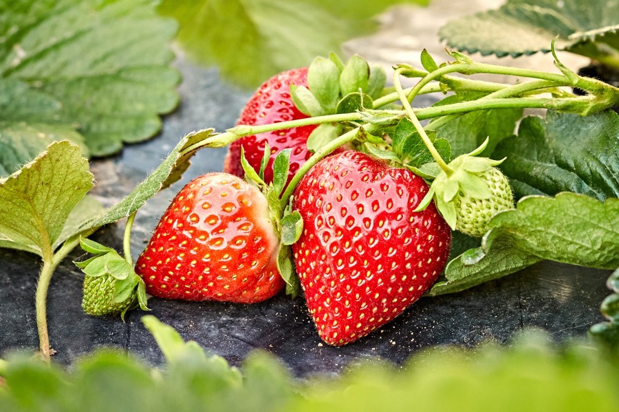 Where to Pick Your Own Strawberries Near Philadelphia and South Jersey