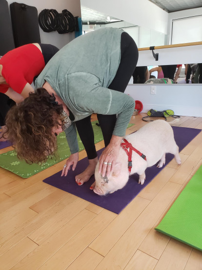 This Philadelphia Fitness Studio Is Hosting Pig Yoga