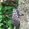 spotted lanternfly