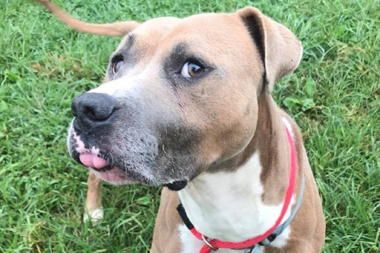 This Adoptable Pit Bull Puppy Hasn't Found a Forever Home Because He's Shy