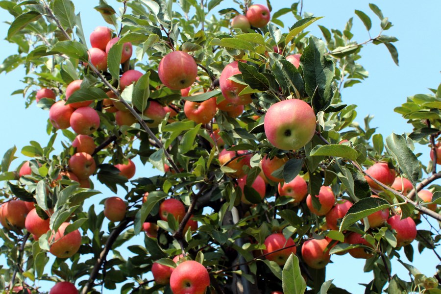 15 Orchards for Apple Picking Near Philadelphia