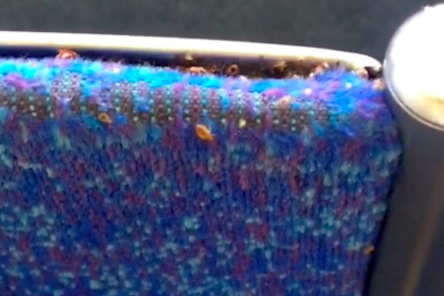 bedbugs on septa video