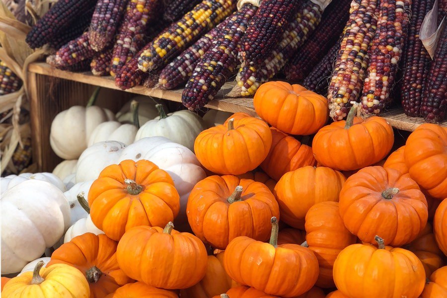 Where to Find a Pumpkin Patch and Fall Fun Near Philadelphia