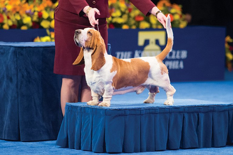 How the National Dog Show Won Thanksgiving