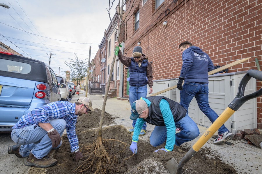 phs tree tenders street tree planting