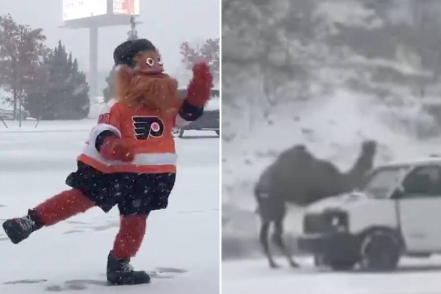 snowstorm gritty camel philly