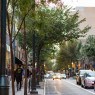 center city district trees