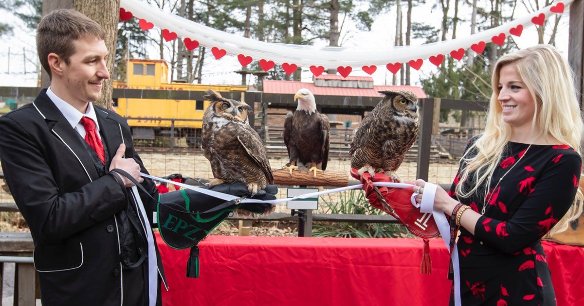 Get Married Brehs 💖brilliant Photographs Show Two Chickens Getting