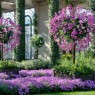 purple-orchid