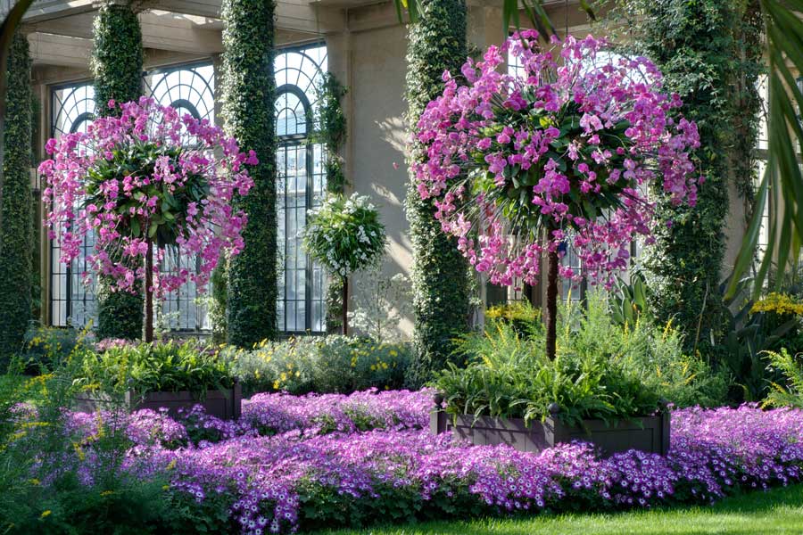 purple-orchid