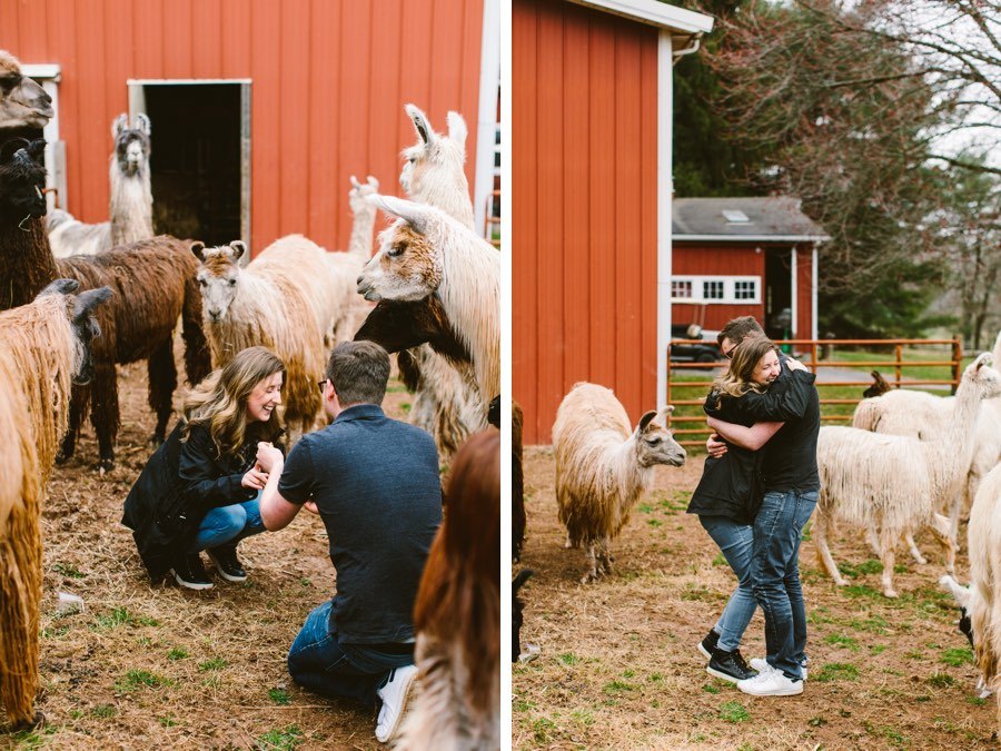 llama farm proposal